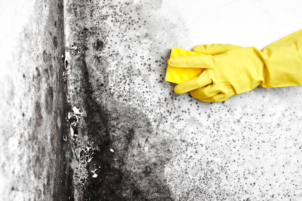 Trusted Park River, ND Mold Removal Experts