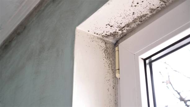 Best Attic Mold Removal  in Park River, ND