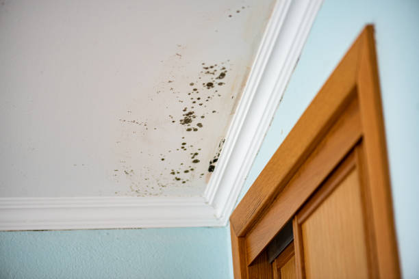 Best Black Mold Removal  in Park River, ND
