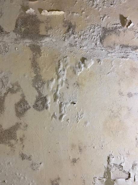 Mold Removal Process in Park River, ND