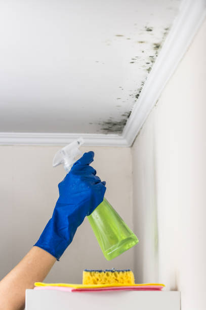 Best Affordable Mold Removal  in Park River, ND