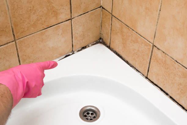 Best Mold Removal Near Me  in Park River, ND